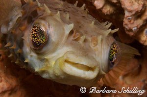 The cutest eyes! by Barbara Schilling 